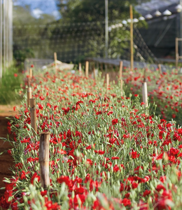 Sacos de cultivo